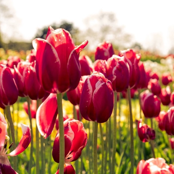 Meet your Posher, Ana - Picture 3 of 4